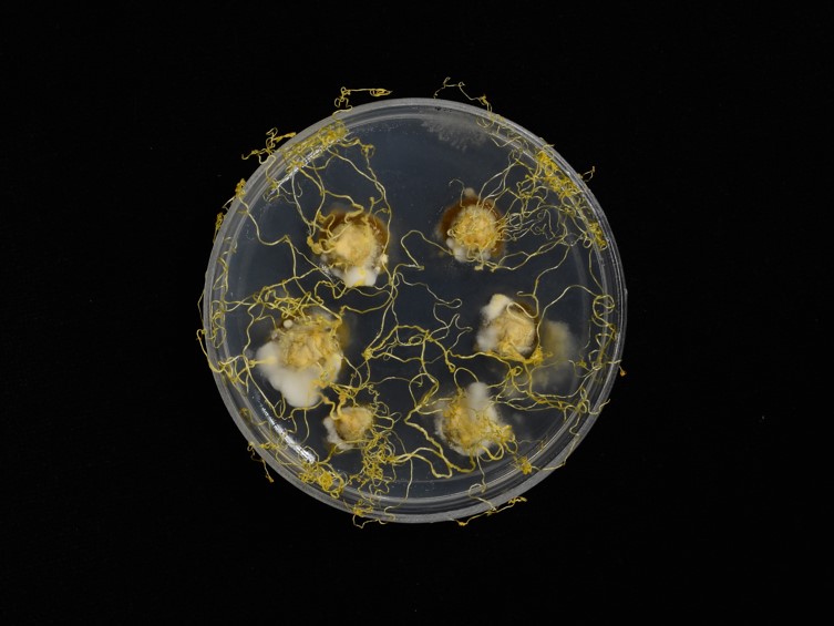 Ophiocordyceps granospora